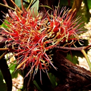 Amyema sp. at Crooked Corner, NSW - 5 Jan 2022