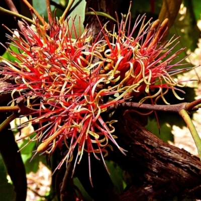 Amyema sp. (Mistletoe) at Crooked Corner, NSW - 4 Jan 2022 by Milly