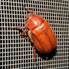 Antitrogus morbillosus (Tableland pasture scarab) at Crooked Corner, NSW - 4 Jan 2022 by Milly