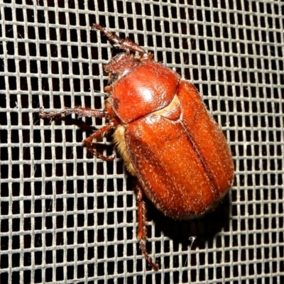 Antitrogus morbillosus (Tableland pasture scarab) at Crooked Corner, NSW - 4 Jan 2022 by Milly