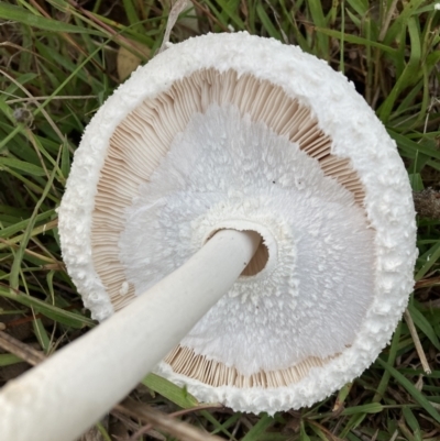 Macrolepiota dolichaula (Macrolepiota dolichaula) at Mount Majura - 6 Mar 2022 by waltraud