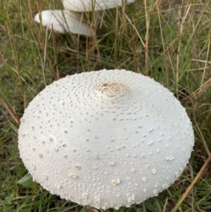 Macrolepiota dolichaula at Watson, ACT - 6 Mar 2022