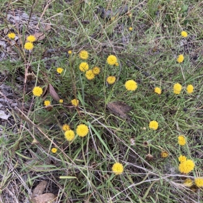 Rutidosis leptorhynchoides (Button Wrinklewort) at Watson, ACT - 7 Mar 2022 by waltraud