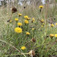 Rutidosis leptorhynchoides at Watson, ACT - 7 Mar 2022