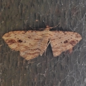 Chloroclystis filata at Paddys River, ACT - 8 Mar 2022 11:24 AM