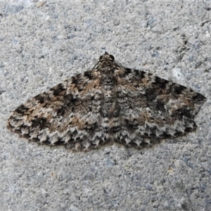 Aponotoreas petrodes at Tidbinbilla Nature Reserve - 8 Mar 2022