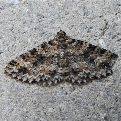 Aponotoreas petrodes (Grey-lined Carpet (Larentiinae)) at Tidbinbilla Nature Reserve - 8 Mar 2022 by JohnBundock