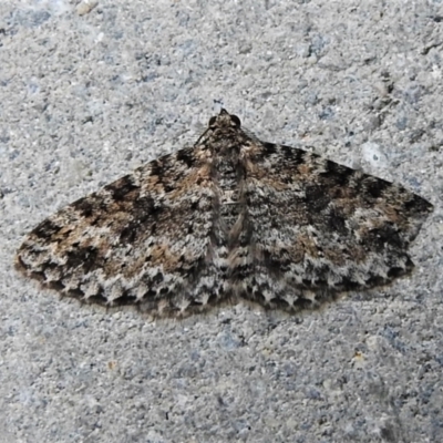 Aponotoreas petrodes (Grey-lined Carpet) at Kambah, ACT - 8 Mar 2022 by JohnBundock