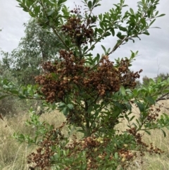 Bursaria spinosa (Native Blackthorn, Sweet Bursaria) at Watson, ACT - 7 Mar 2022 by waltraud