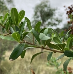 Bursaria spinosa at Watson, ACT - 7 Mar 2022 04:44 PM