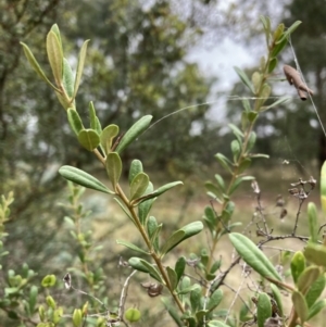 Bursaria spinosa at Watson, ACT - 7 Mar 2022