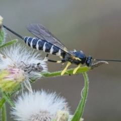 Sericopimpla sp. (genus) (Case Moth Larvae Parasite Wasp) at QPRC LGA - 6 Mar 2022 by WHall