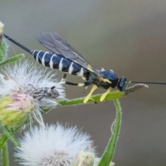 Sericopimpla sp. (genus) (Case Moth Larvae Parasite Wasp) at Googong, NSW - 6 Mar 2022 by WHall