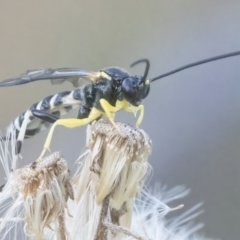 Sericopimpla sp. (genus) at Googong, NSW - 6 Mar 2022