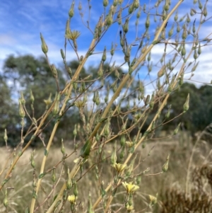 Lactuca serriola at Watson, ACT - 7 Mar 2022 10:21 AM