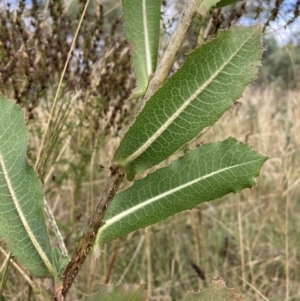 Lactuca serriola at Watson, ACT - 7 Mar 2022 10:21 AM