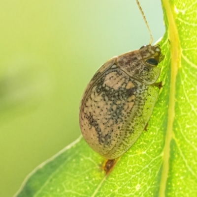 Paropsis charybdis (Eucalyptus leaf beetle) at Googong, NSW - 4 Mar 2022 by WHall