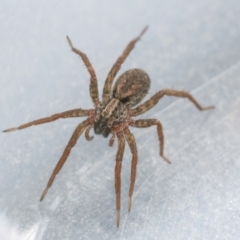 Venatrix sp. (genus) (Unidentified Venatrix wolf spider) at Googong, NSW - 4 Mar 2022 by WHall