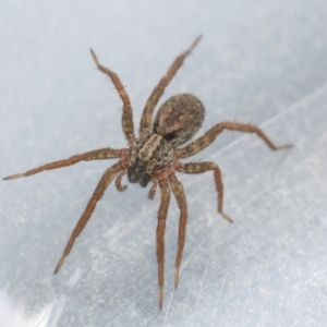 Venatrix sp. (genus) at Googong, NSW - 4 Mar 2022