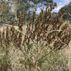 Hypericum perforatum (St John's Wort) at Mount Majura - 6 Mar 2022 by waltraud