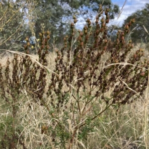 Hypericum perforatum at Watson, ACT - 7 Mar 2022