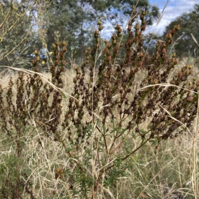 Hypericum perforatum (St John's Wort) at Mount Majura - 6 Mar 2022 by waltraud