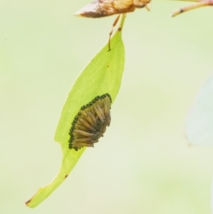 Pseudoperga lewisii (A Sawfly) at QPRC LGA - 6 Mar 2022 by WHall