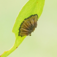 Pseudoperga lewisii at Googong, NSW - 6 Mar 2022