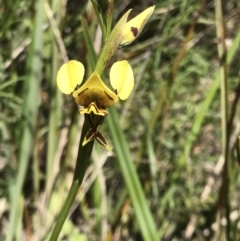 Diuris sulphurea (Tiger Orchid) at Mount Ainslie - 27 Oct 2021 by Pirom