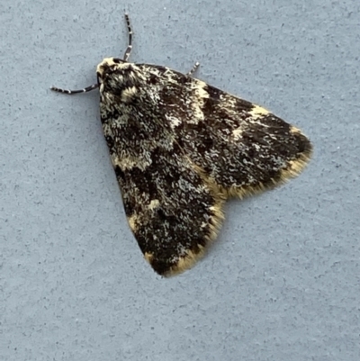 Halone coryphoea (Eastern Halone moth) at Burra, NSW - 8 Mar 2022 by SteveBorkowskis