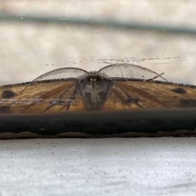 Scioglyptis lyciaria (White-patch Bark Moth) at Mawson, ACT - 8 Mar 2022 by Lindell