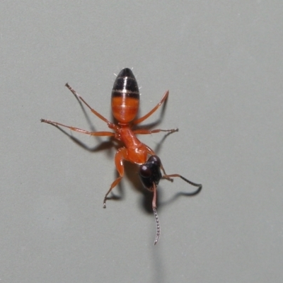 Unidentified Ant (Hymenoptera, Formicidae) at Wellington Point, QLD - 1 Mar 2022 by TimL
