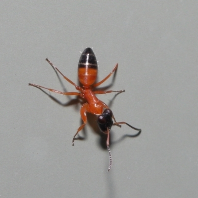 Opisthopsis sp. (genus) (Strobe ants) at Wellington Point, QLD - 1 Mar 2022 by TimL
