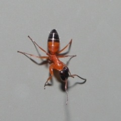 Unidentified Ant (Hymenoptera, Formicidae) (TBC) at suppressed - 1 Mar 2022 by TimL