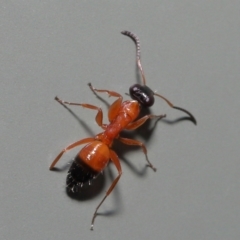 Opisthopsis sp. (genus) at Wellington Point, QLD - suppressed