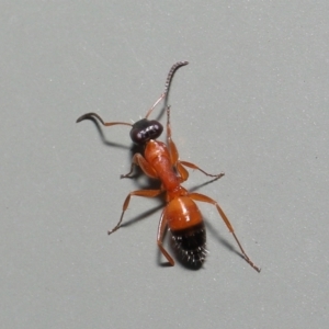 Opisthopsis sp. (genus) at Wellington Point, QLD - suppressed