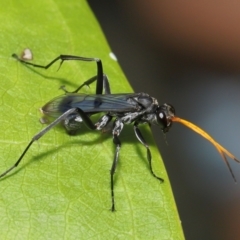 Unidentified Spider wasp (Pompilidae) at Wellington Point, QLD - 1 Mar 2022 by TimL