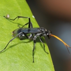 Fabriogenia sp. (genus) (Spider wasp) at Wellington Point, QLD - 1 Mar 2022 by TimL