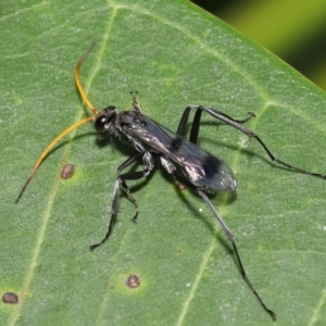 Pepsinae (Subfamily) at suppressed - suppressed