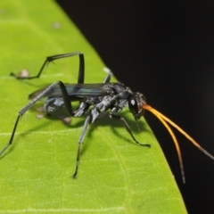 Pepsinae (Subfamily) at suppressed - suppressed