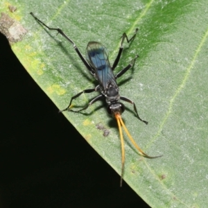 Pepsinae (Subfamily) at suppressed - suppressed