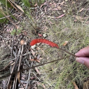 Capusa sp.(genus) at Tennent, ACT - 4 Mar 2022