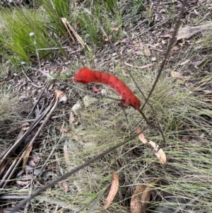 Capusa sp.(genus) at Tennent, ACT - 4 Mar 2022