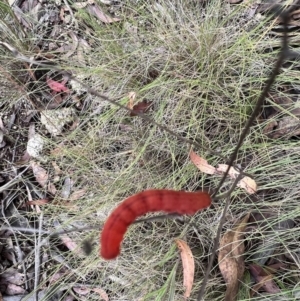 Capusa sp.(genus) at Tennent, ACT - 4 Mar 2022