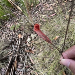 Capusa sp.(genus) at Tennent, ACT - 4 Mar 2022