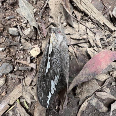 Abantiades labyrinthicus (Labyrinthine Ghost Moth) at Namadgi National Park - 4 Mar 2022 by SimoneC