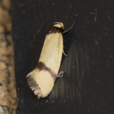 Chrysonoma fascialis (A Concealer moth (Wingia group) at Higgins, ACT - 31 Jan 2022 by AlisonMilton