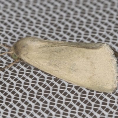 Heliocheilus (genus) (Heliothine moths) at Higgins, ACT - 31 Jan 2022 by AlisonMilton
