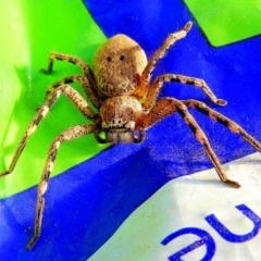 Neosparassus sp. (genus) (Unidentified Badge huntsman) at Crooked Corner, NSW - 1 Nov 2018 by Milly