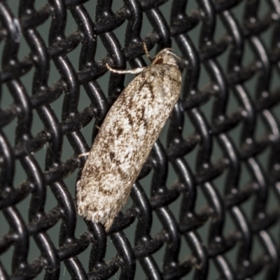 Philobota philostaura (A Concealer moth (Philobota group)) at Higgins, ACT - 31 Jan 2022 by AlisonMilton